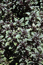 Purple Globe Basil Ocimum basilicum Purple Globe in Greensboro